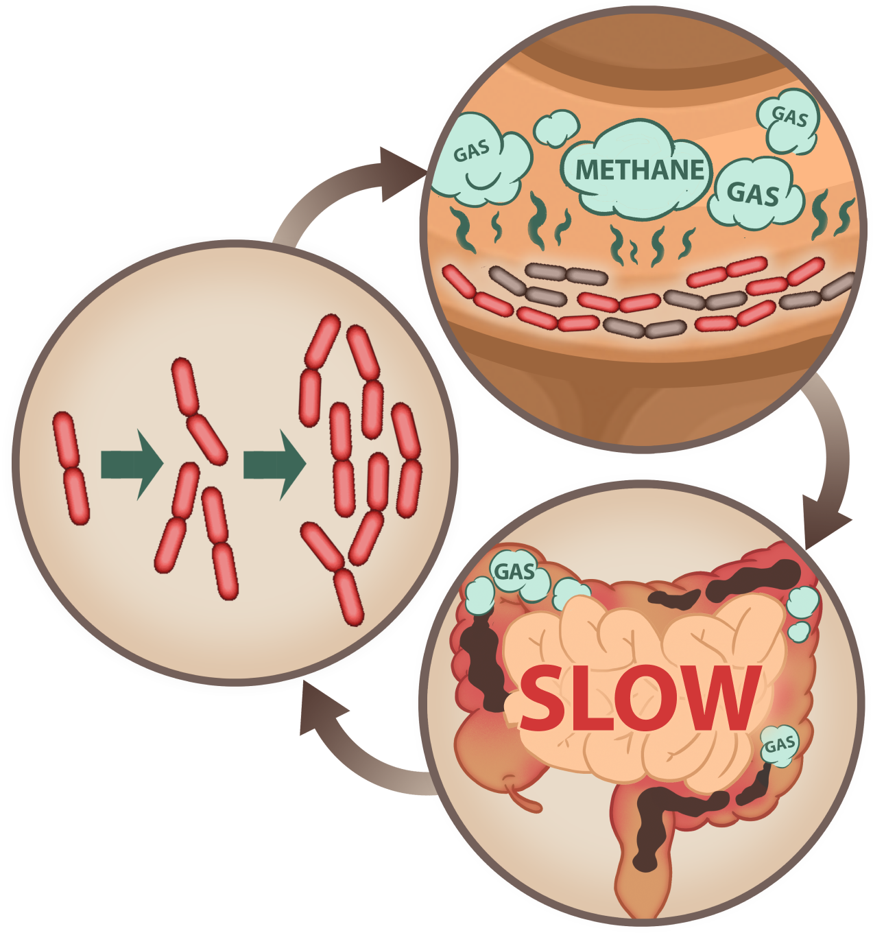 a diagram of different types of organs