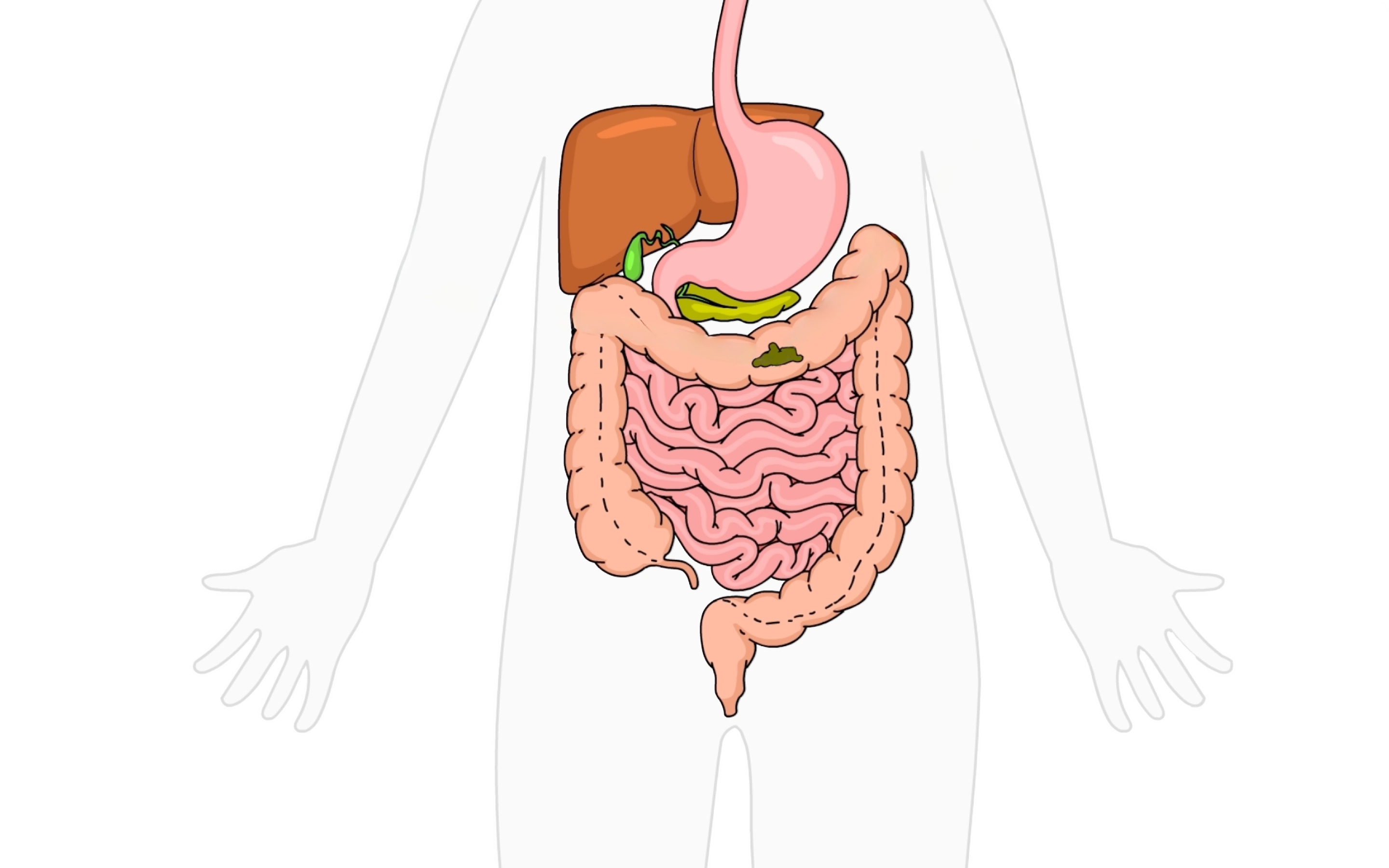 a human body with internal organs